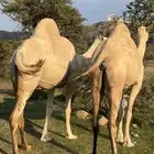 ابل وضح مخض وملاقي