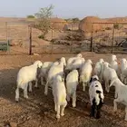 بهم تربية حري