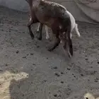 ساكنى فل شحم توه مثني له سته شهور