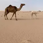 لتوصل
