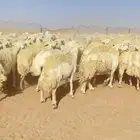 غنم حريات و رخال مراح حرش درجه اولى عدد 283