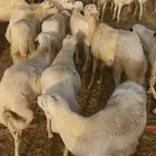 كباشه للبيع
