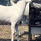 جفرة بيشيه عفرا فاخره