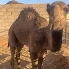 حاشي