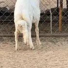 خروف تم البيع
