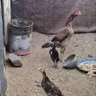 دجاج سندي صافي