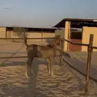 مهره عربيه على الشرط من جميع النواحي