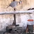 قهدي للبيع