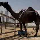 مجهم عشرا طيبه جدا ابيها ولد قعيدان رامس وسلم العذاريب