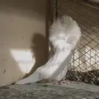 جاكوبين