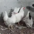 دجاج جابانيز