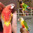 كنيورات وكروان البينو تقبل الغر وحجمها تب