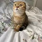 سكوتش تربل فولد للبيع معه كل اغراضه