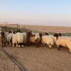 بهم نعيم 15