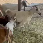 غنم