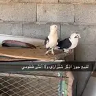حمام شيرازي