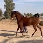 فرس للقاح ع فحل ادهم