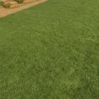 ثيل طبيعي سي الفين درجة اولى