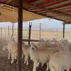 طليان ذبايح حري مقفلة شحم وطرف