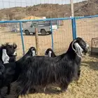 معزا عوارض بعيالها