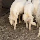 خرفان تم البيع