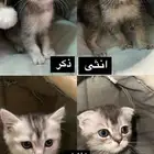 قطط سكوتش للبيع
