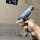 ببغاء روز أليف