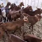 تيوس للبيع