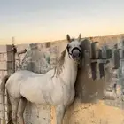 حصان شيخ تم البيع