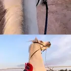 خيل واهو للبيع ع السوم حاده ب10ألاف السم سلطان