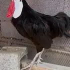 دجاج المهرج الاسباني من النوادر