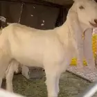 مشروع فحل هولندي