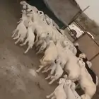 للبيع 50بالفحل منوة القاني حصيب