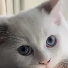 قط راغدول