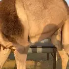 قعدان بلدي كفو جدت