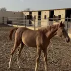مهره شعبيه