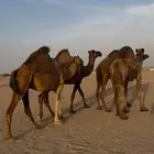 ابل للبيع من 7900