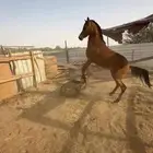 خيل عربي وهو مصري
