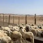 يا بلاش سواكني ب 660 فقط