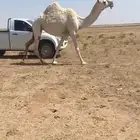 للبيع بكره ثنيه لحقه