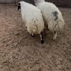 طليان نعيم