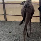 قعود مفرود فل شحم