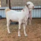 تيس