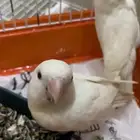 روز البينو عيون حمر
