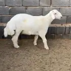 طليان ذبايح حري جايه من البر