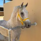 حصان شعبي شيخ فاااخر