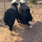 خرفان كايفه شحم