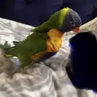 لوري رينبو اليف