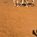 للبيع حوار قعود على ولد الارخم