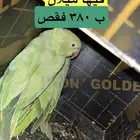 للبيع انثى درة منتجة